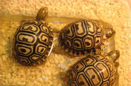 能允许养殖的陆龟,陆龟养殖环境越大越好吗