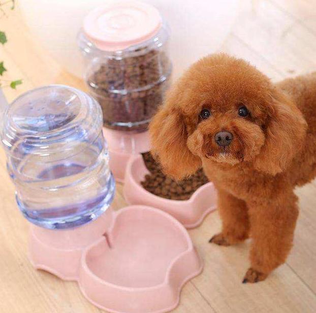 泰迪喝水总是呛到,泰迪喝水多尿多是什么病