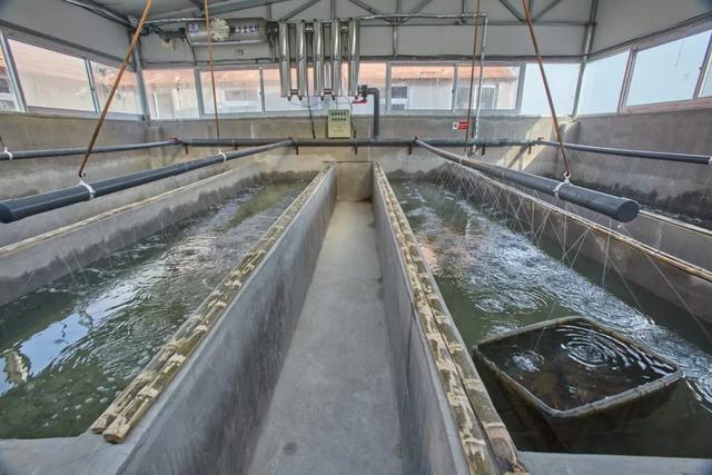 乳山生蚝也许是性价比最高的生蚝,正宗乳山生蚝上市了来尝鲜