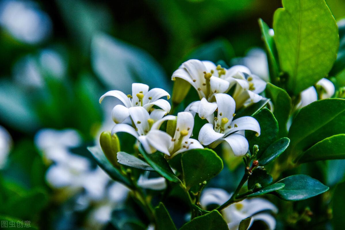 九里香盆栽怎么养小视频,九里香盆栽怎么养好