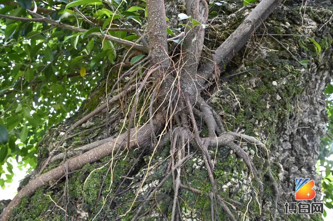 活久见！快成精了？博白发现明朝古树，至今600多年