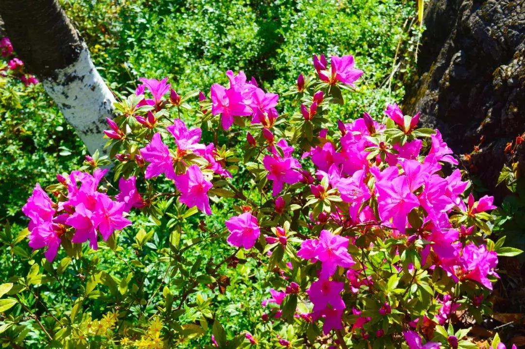 昆明石林景区值得去吗,昆明石林精华景点