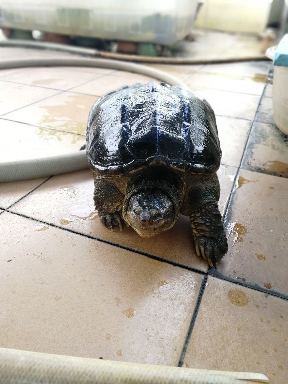 记录养龟人的入坑之路,每个养龟人梦寐以求的状态