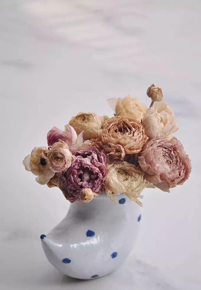 适合做干花的7种花,太阳花切花怎么做干花