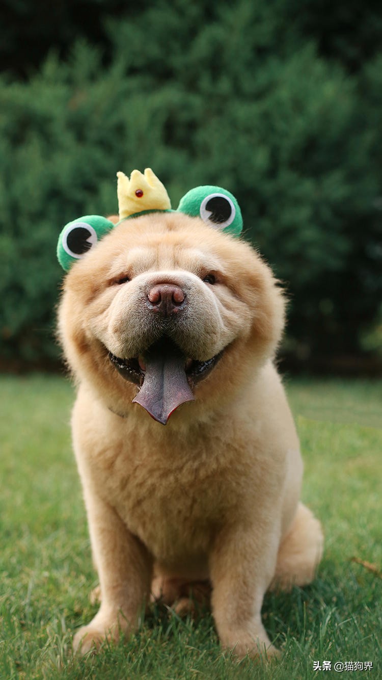 狗狗便臭口臭什么原因,狗狗能不能用猫砂解大便啊