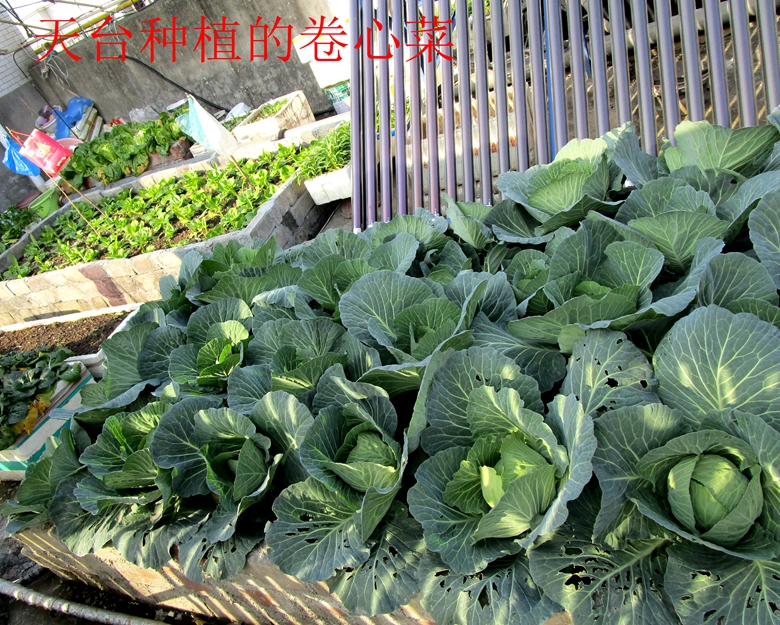 甘蓝菜档案介绍,卷心菜的储存方法