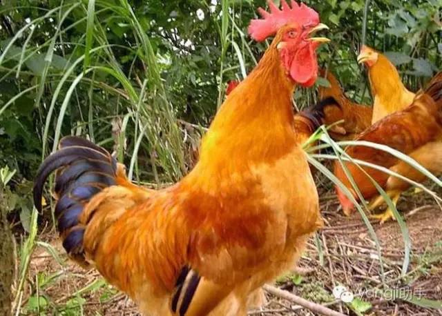 怎么样才能知道土鸡是什么样的,如何知道土鸡缺少什么营养