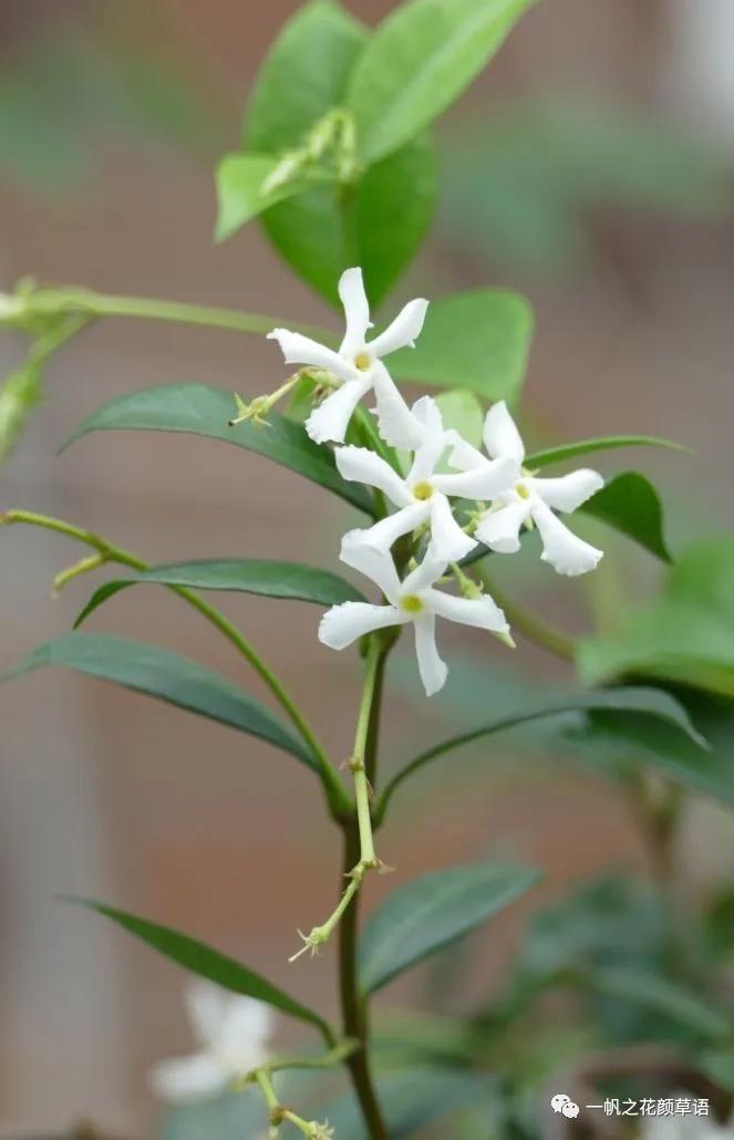 络石(Trachelospermumjasminoides)
