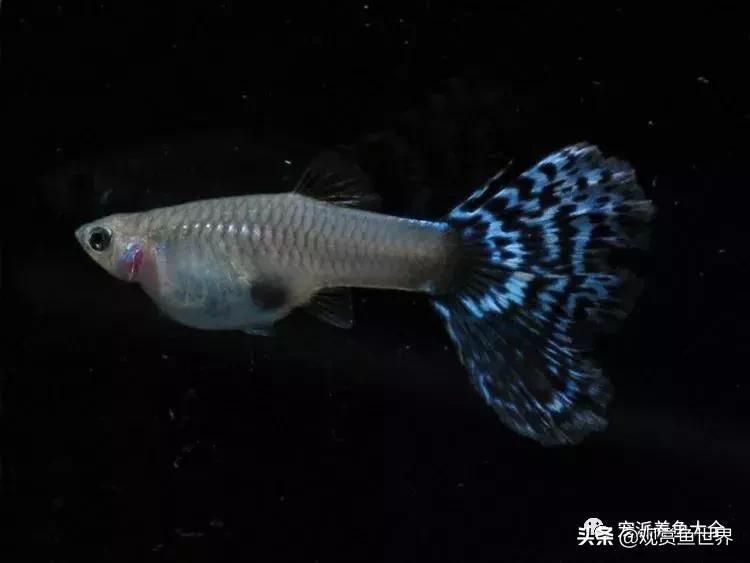 15个孔雀鱼品系图鉴绝美版,15个孔雀鱼品系图鉴