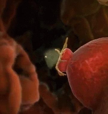 怎样才能知道卵泡有没有正常发育、排卵呢？生殖科医生：B超监测