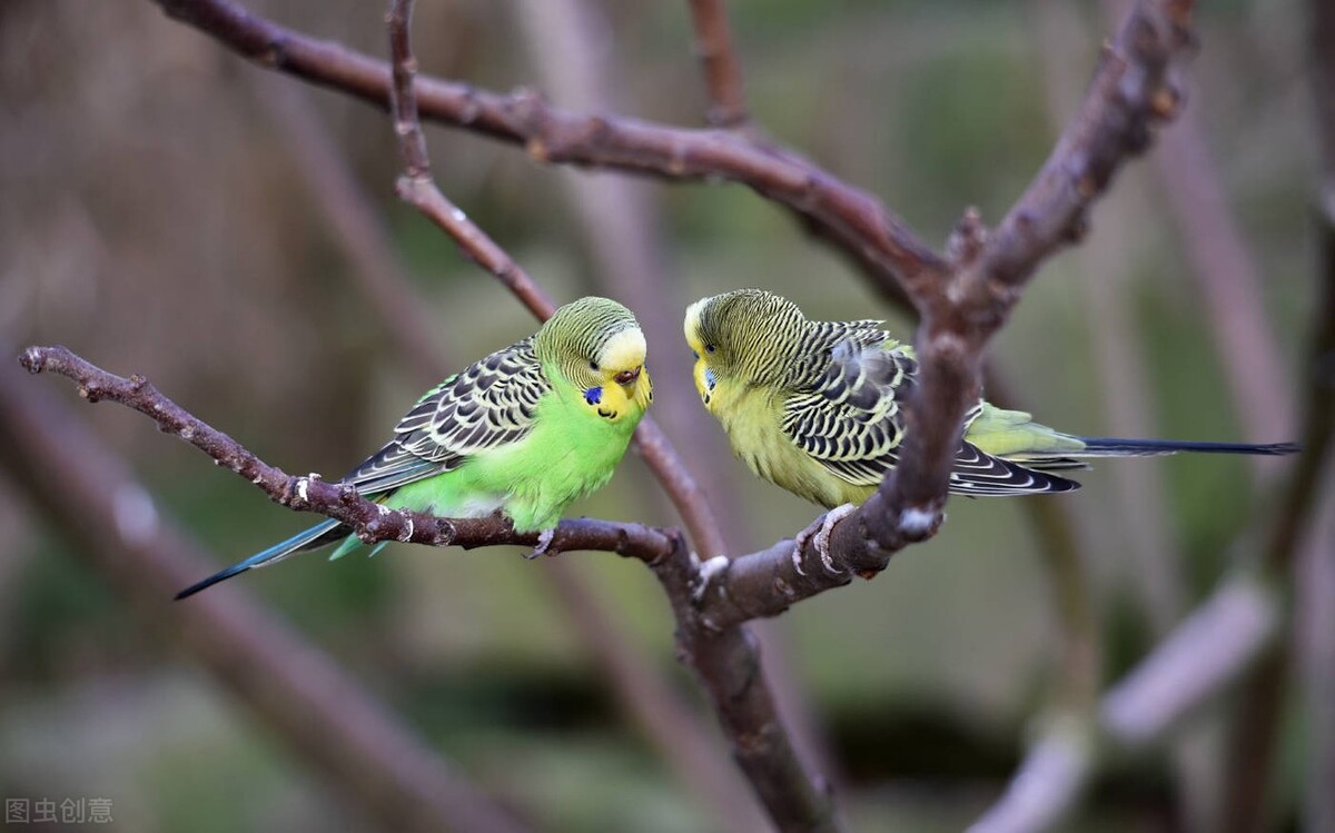 鹦鹉能吃面吗,鹦鹉拉稀怎么喂土霉素
