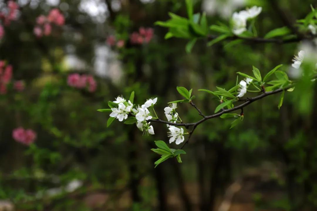 迎接校园里的百花齐放,教室窗外百花齐放