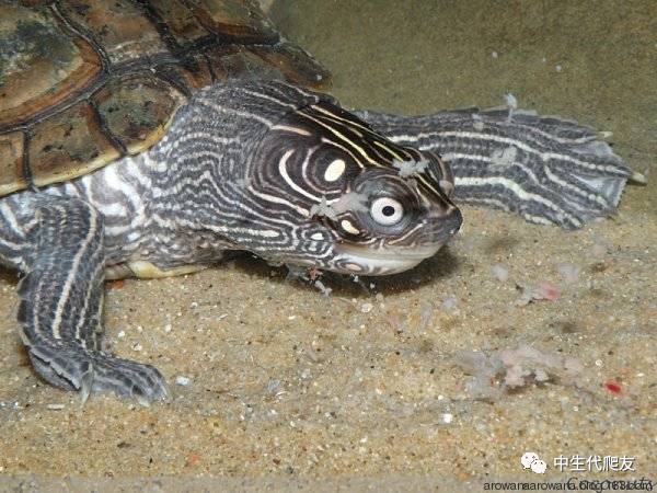 地图龟成体样子,地图龟种类及图解