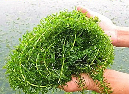 养鱼混养注意事项大全图解,新手养鱼混养推荐