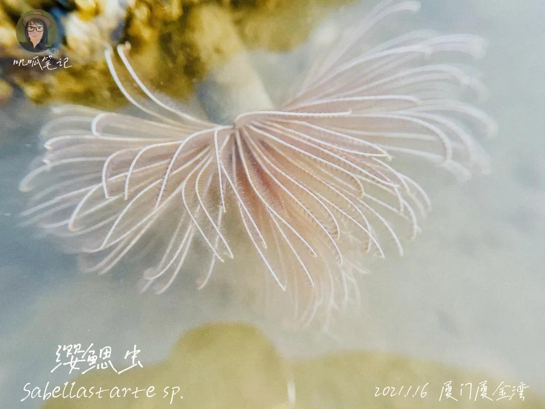 鼓浪屿赶海抓虫,鼓浪屿赶海佛手螺