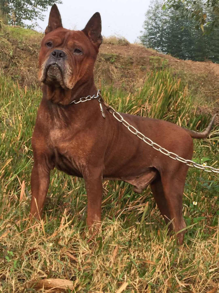 中国比较凶猛的犬,中国被公认的最凶猛的犬