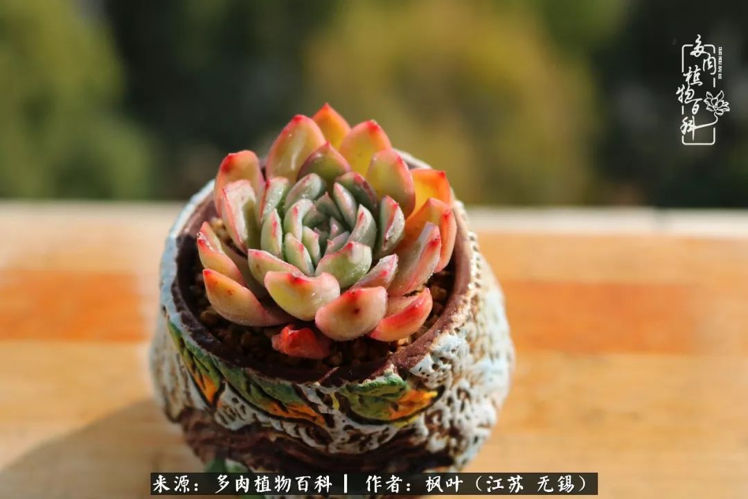 多肉与生命感悟,多肉时光