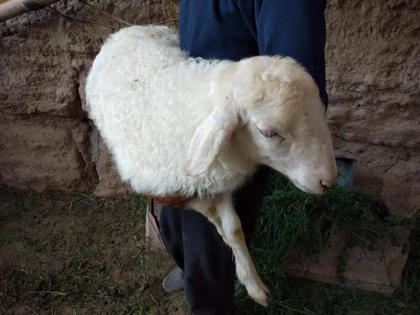 养羊容易出现的问题,养羊应注意的六大误区