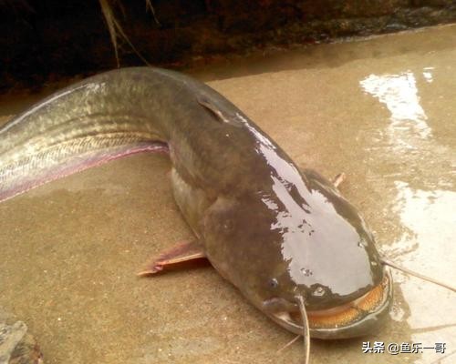 野钓鲶鱼技巧教学,新手钓鱼钓鲶鱼技巧图解