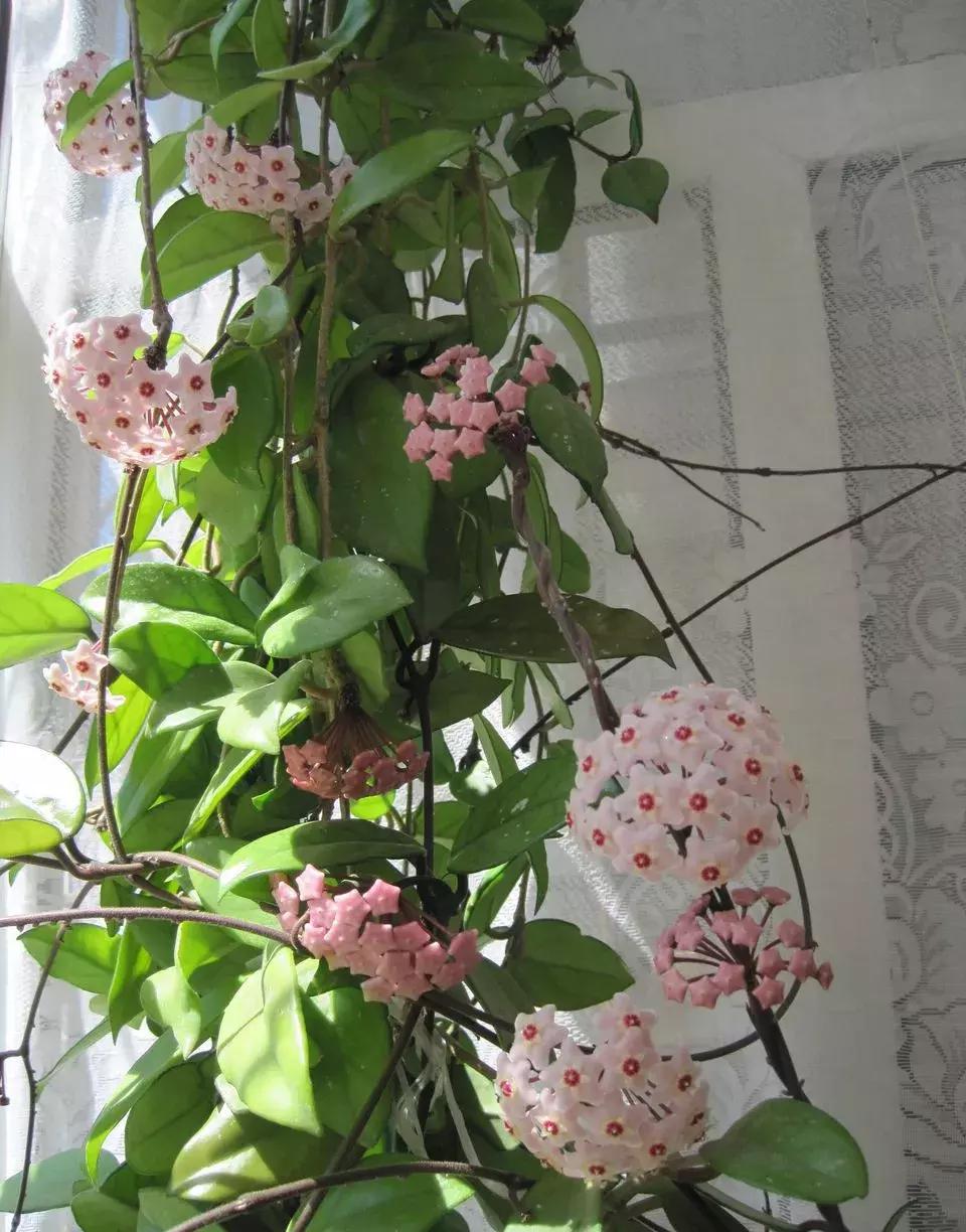 这6种花给点水就爆盆懒人必备,插枝最好养的四种花