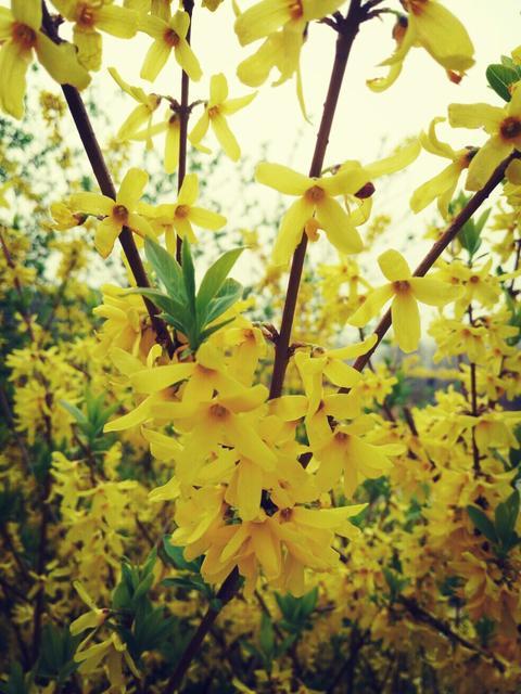 详细描写迎春花各种形态,迎春花形态特征