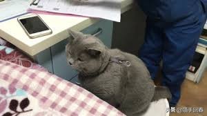 猫咪口渴、呕吐，除了肠胃问题，还有可能是得了蛔虫病