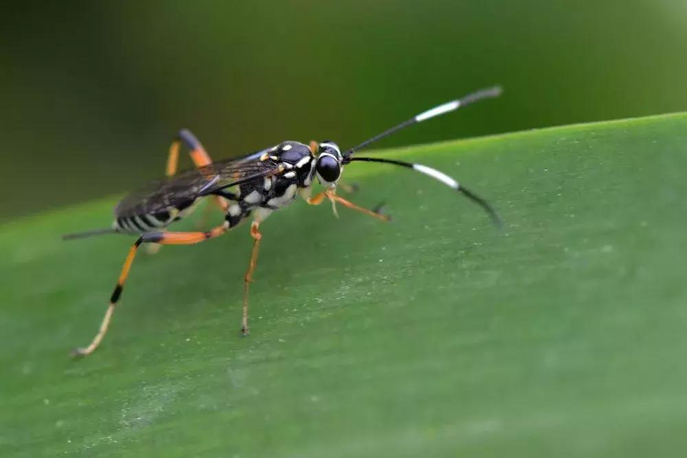 柑橘害虫的防治方法,种植柑橘需要防治哪些害虫