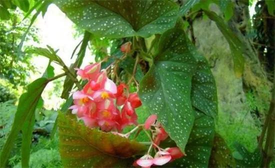 竹节海棠怎么养护长得好开花多,竹节海棠怎么养花开得多