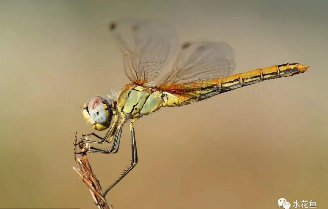 鱼苗消毒和病虫防治,水花鱼苗气泡病发病原因