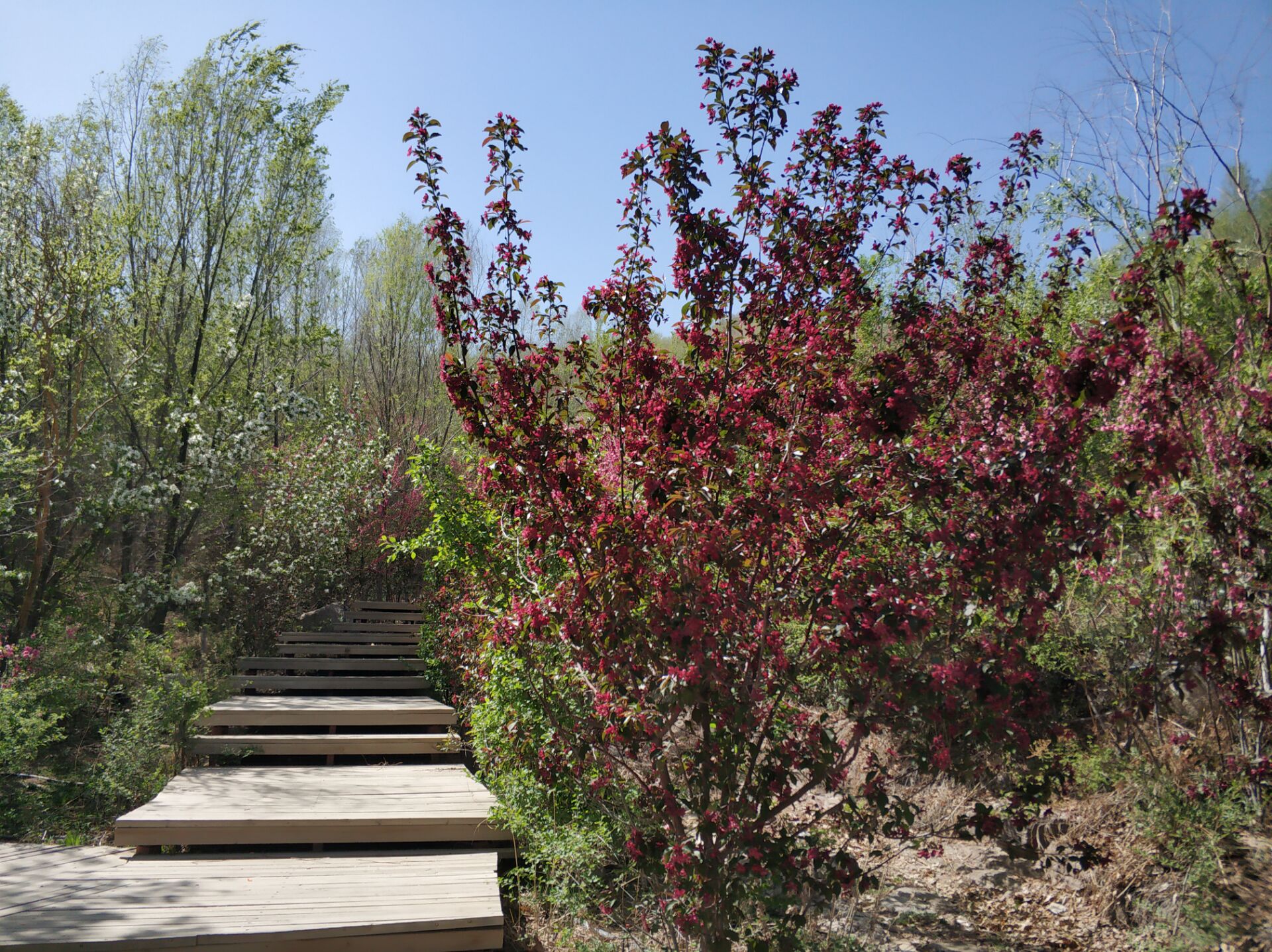 乌鲁木齐居然有这么漂亮的地方,乌鲁木齐周边森林公园在哪里