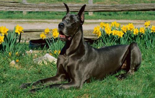 十种烈性犬,这七种烈性犬遇到千万要避开