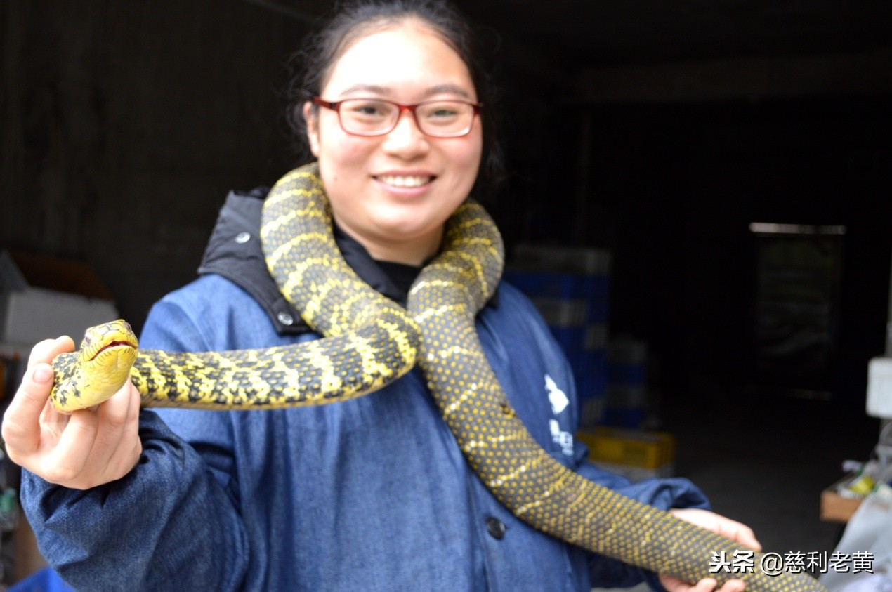 慈利“蛇女”赵婷的养蛇致富故事