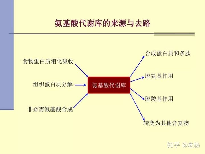 普通健身者吃什么蛋白粉,健身鸡蛋蛋白粉怎么吃
