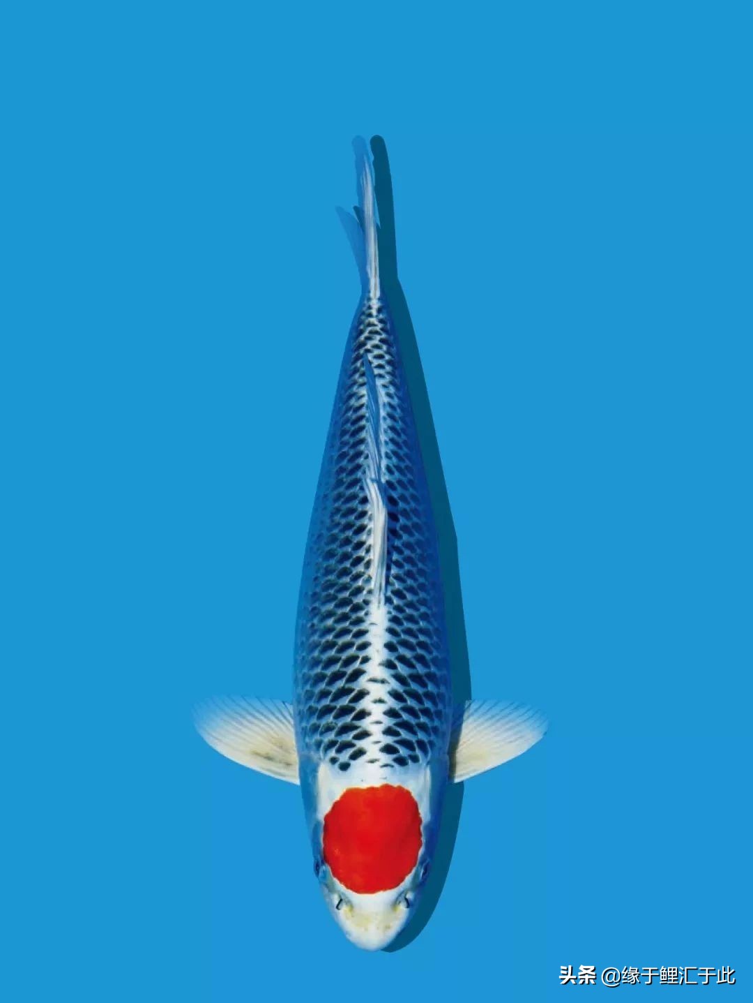 庭院锦鲤池怎样过冬,池养锦鲤鱼饲养方法