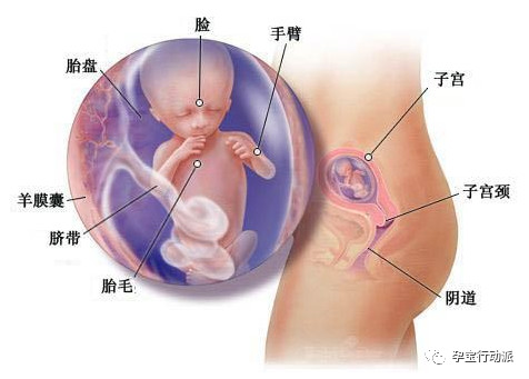 孕期周刊第93周,孕期周刊27周