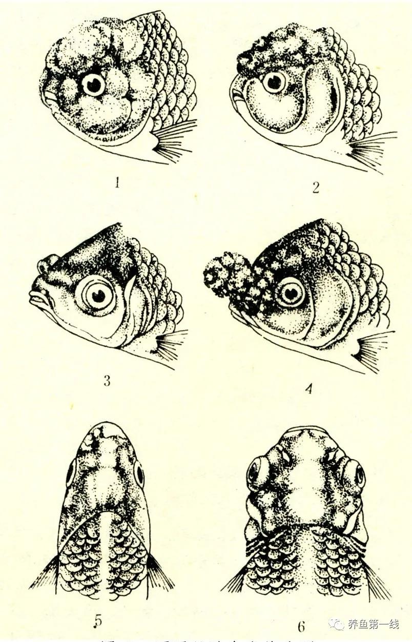金鱼的种类图片和名字观赏,金鱼的品种分别有哪些图片