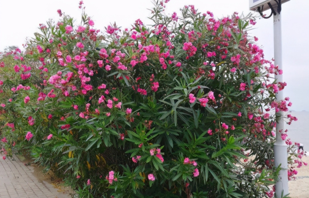 100种最毒的毒花,20种有毒的大毒花