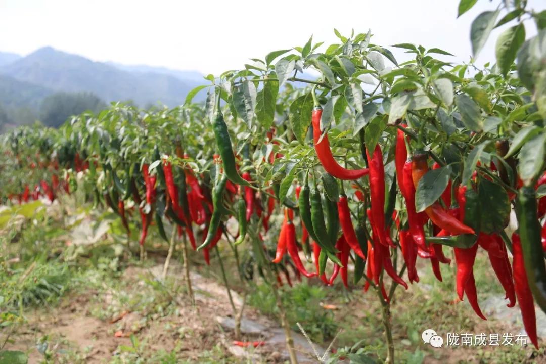 乡镇推动传统产业提档升级,乡镇多举措促进产业转型