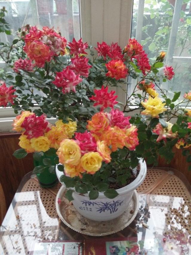 养花大全100种植物,养花100种