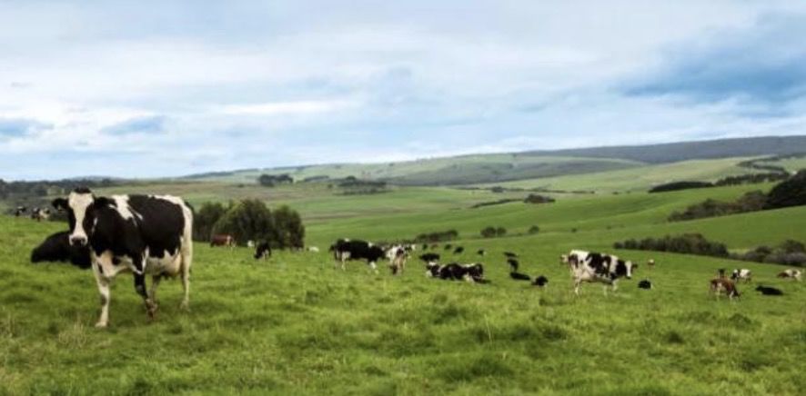 澳洲国民品牌被中国蒙牛买下！网友炸了！求奶粉代购内心阴影面积