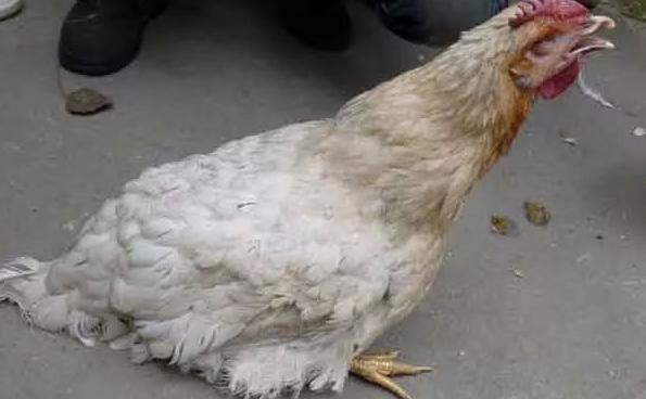 治呼吸道的特效药,呼吸道疾病特效药方