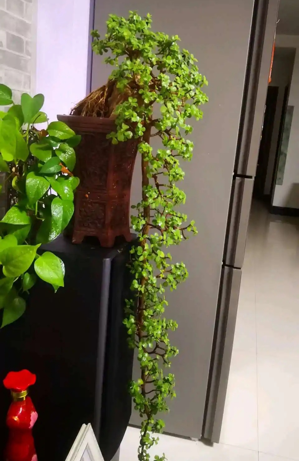 金枝玉叶的叶子一直干怎么回事,金枝玉叶叶子一碰就掉什么原因