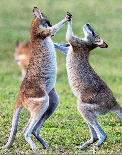 去澳洲后才知道澳洲的医疗服务,来澳洲才知道的大实话