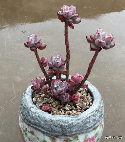 汤姆漫画好养么,汤姆漫画是冬种型吗