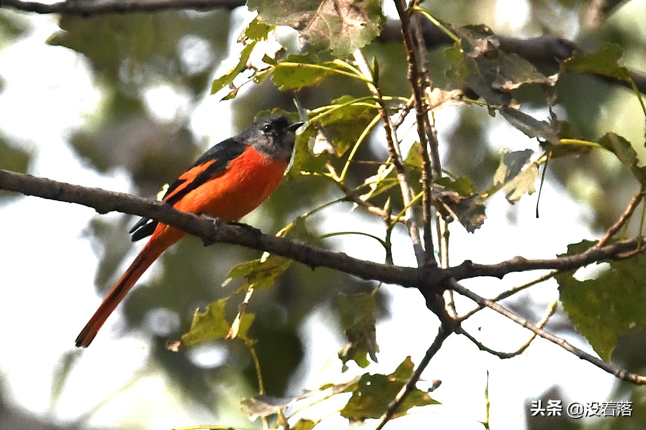「10.13」北京沙河观鸟日记：收获长尾山椒鸟与中华攀雀
