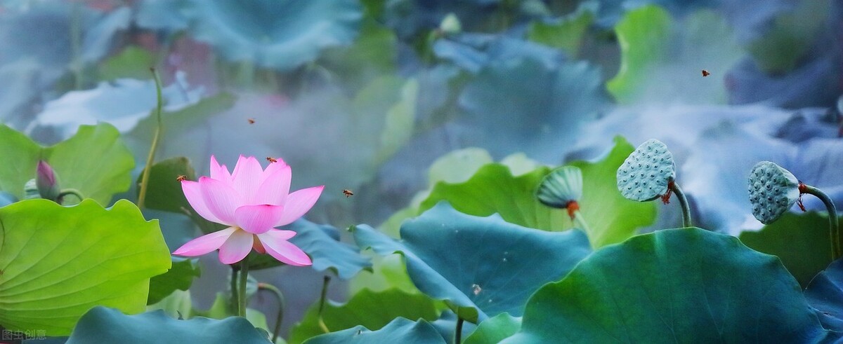 高血脂动脉斑块吃什么中药,降血脂治疗动脉硬化的中药有哪些