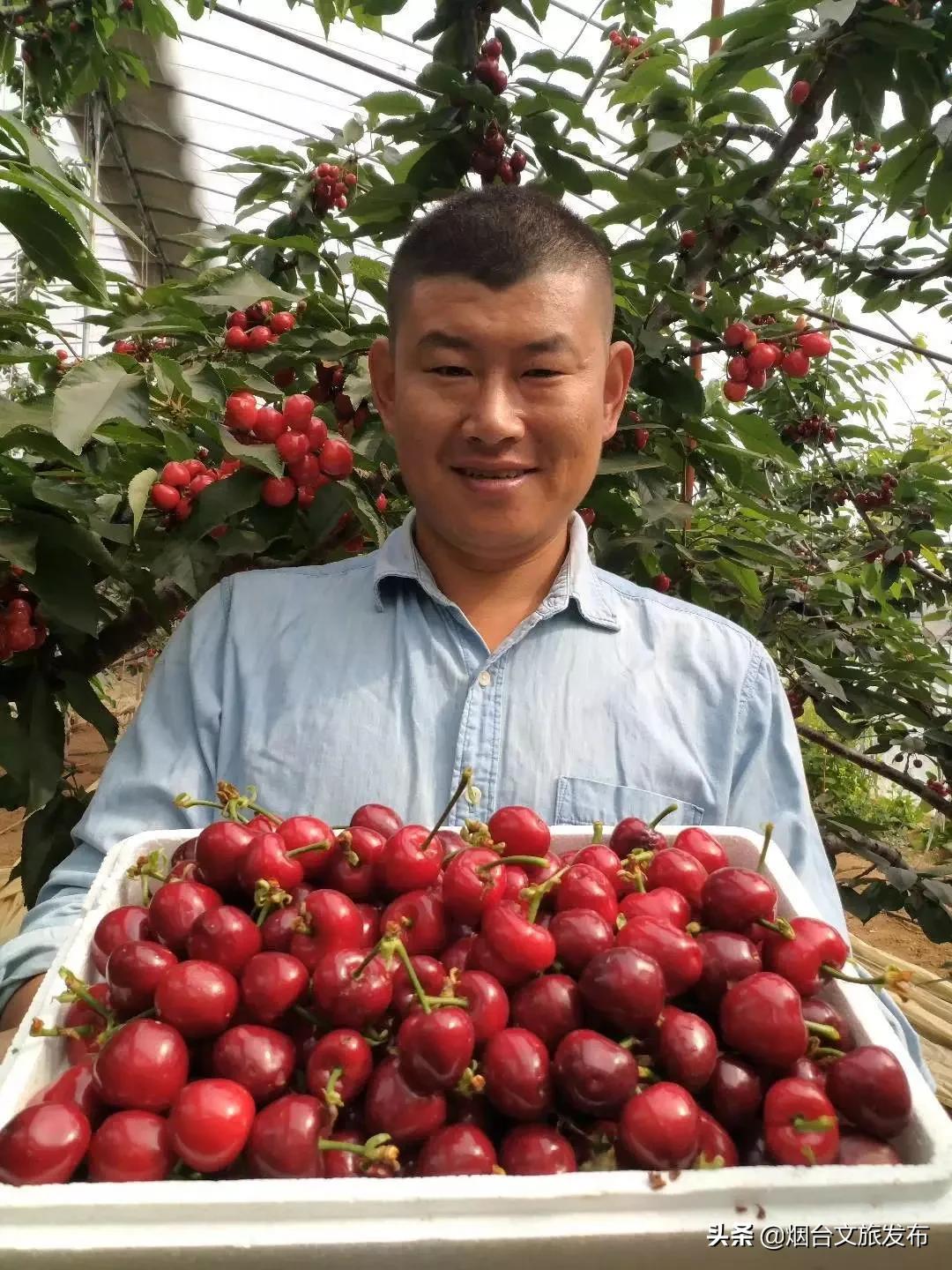 2022福山樱桃节是几月几日,富民樱桃采摘最佳时间