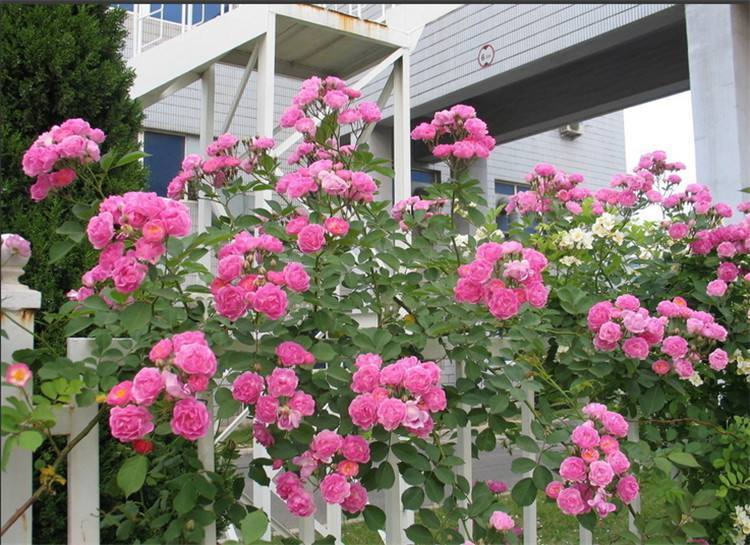 藤本月季修剪开花枝,藤本月季怎么爬墙修剪