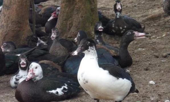 洋鸭养殖技术,不会养植物的口诀