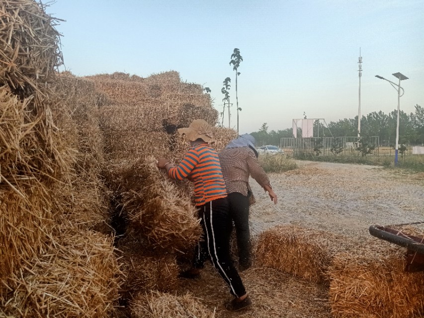 秸秆废物利用价格,湖北沙洋秸秆回收变废为宝